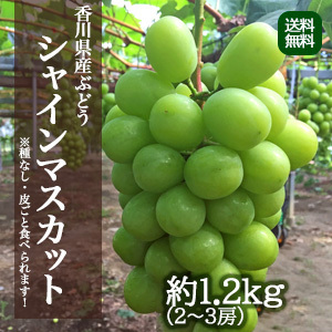 【9月中旬以降のお届け予定】[香川県産] シャインマスカット