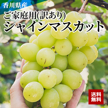 【9月上旬以降のお届け予定】[香川県産] ご家庭用(訳あり)シャインマスカット