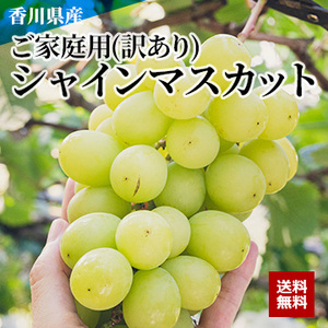 【9月上旬以降のお届け予定】[香川県産] ご家庭用(訳あり)シャインマスカット
