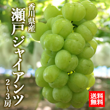 【9月中旬以降のお届け予定】[香川県産] 瀬戸ジャイアンツ