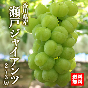 【9月中旬以降のお届け予定】[香川県産] 瀬戸ジャイアンツ