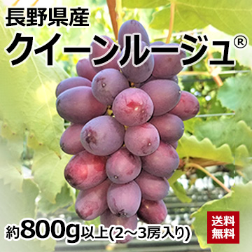 【8月中旬以降のお届け予定】[長野県産]クイーンルージュ&reg; 約800g以上（2〜3房入り）