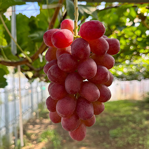 【8月中旬以降のお届け予定】[長野県産]富士の輝き＆クイーンルージュ&reg;　食べ比べセット　800g以上