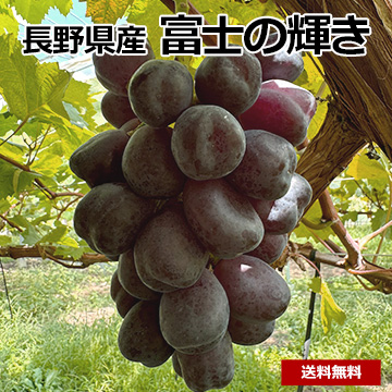 【8月中旬以降のお届け予定】[長野県産]富士の輝き　800g以上