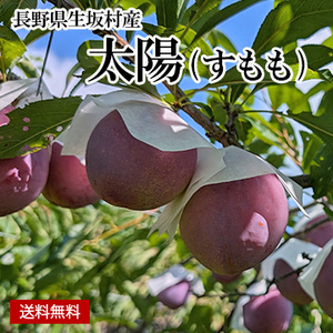 【8月中旬以降のお届け予定】[長野県生坂村] 太陽(すもも)