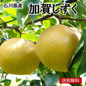 【8月下旬以降のお届け予定】［一富士］［石川県産］加賀しずく(梨)