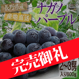 【8月上旬以降のお届け予定】[長野県産]ナガノパープル 約800g以上（2〜3房入り）