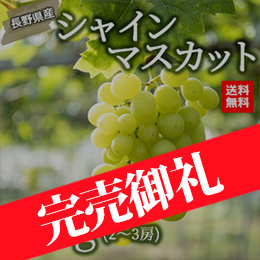 【8月上旬以降のお届け予定】[長野県産]シャインマスカット約800g(2〜3房)