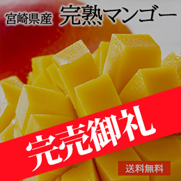 ［一富士］[宮崎県産] 完熟マンゴー 約500g〜600g 化粧箱入