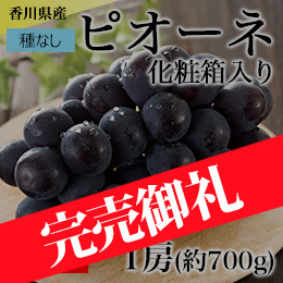 【7月中旬以降のお届け予定】[香川県産] ピオーネ 1房(約700g) 化粧箱入