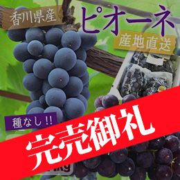 【7月中旬以降のお届け予定】[香川県産] ピオーネ 2房(約1kg)