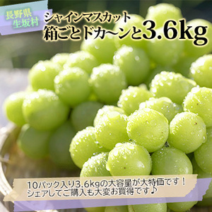 【9月上旬以降のお届け予定】[長野県生坂村]ご家庭用 シャインマスカット箱ごとドカ〜ンと3.6kg(訳あり)