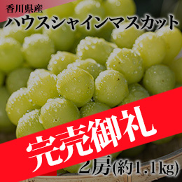 【7月下旬以降のお届け予定】[香川県産] ハウスシャインマスカット 2房(約1.1kg)