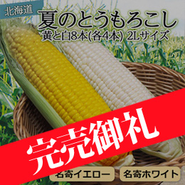 【８月下旬以降のお届け予定】北海道 夏のとうもろこし【秀品】黄と白8本(各4本) 2Lサイズ