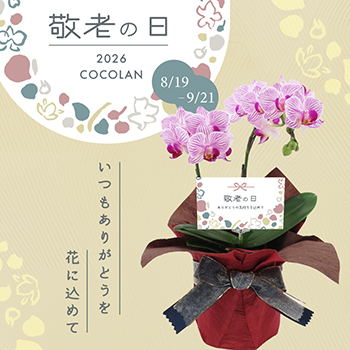 COCOLAN SHOP