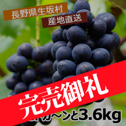 【9月上旬以降のお届け予定】[長野県生坂村]ご家庭用 ナガノパープル箱ごとドカ〜ンと3.6kg(訳あり)