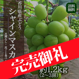 【9月中旬以降のお届け予定】[香川県産] シャインマスカット