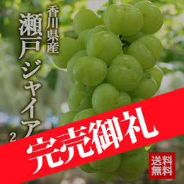 【9月中旬以降のお届け予定】[香川県産] 瀬戸ジャイアンツ