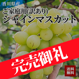 [香川県産] ご家庭用(訳あり)シャインマスカット