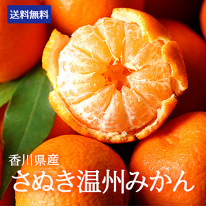 【11月上旬以降のお届け予定】[香川県産]さぬき温州みかん(L〜S)