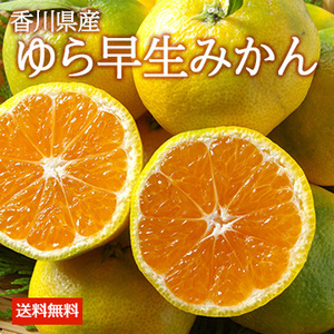 【10月上旬以降のお届け予定】[香川県産]ゆら早生みかん