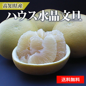 【10月中旬以降のお届け予定】[高知県産]ハウス水晶文旦 化粧箱入