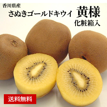 【10月中旬以降のお届け予定】[香川県産]さぬきゴールドキウイ 黄様(おうさま) 約1.5kg 化粧箱入