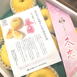 【12月上旬以降のお届け予定】[一富士][岩手県産]冬恋(りんご) 化粧箱入