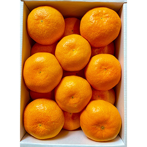 【11月中旬以降のお届け予定】[一富士][長崎県産]味っ子(化粧箱) 2S〜Mサイズ