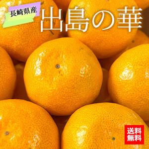 【12月中旬以降のお届け予定】[一富士][長崎県産]出島の華(柑橘)