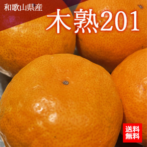 【12月中旬以降のお届け予定】[一富士][和歌山県産] 木熟201 化粧箱入