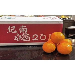 【12月中旬以降のお届け予定】[一富士][和歌山県産] 木熟201 化粧箱入
